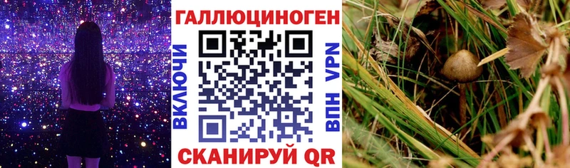 Галлюциногенные грибы Psilocybe  Мурманск 